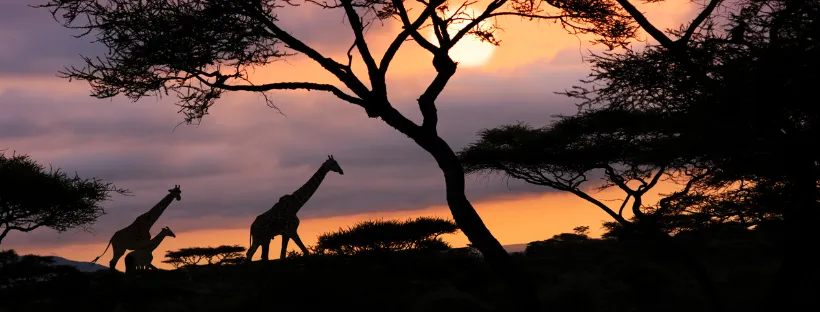 Safari Afrique coucher de soleil avec girafe