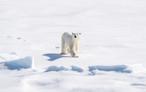 Croisière Odyssée polaire entre Nord-Est du Groenland et Spitzberg