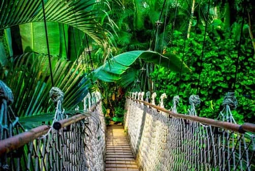 Croisière Au fil de l\'Amazone et du Rio Negro - Croisière confidentielle au coeur d\'une nature secrète et préservée - Et séjour d\'exception aux chutes d\'Iguaçu (formule port/port) (MAO_IGUPP)
