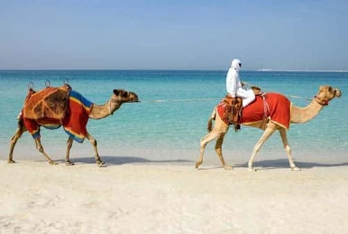 Croisière Dubaï (Emirats Arabes Unis), Sir Bani Yas Isl...
