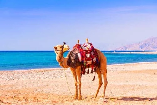 Croisière Dubaï (Emirats Arabes Unis), Dubaï (Emirats A...