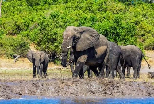 Croisière Johannesburg à Victoria Falls (11A_PP)