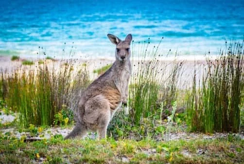 Croisière Sydney (Australie), En mer, Hobart (Tasmanie)...