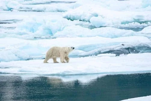Croisière Le Svalbard inexploré