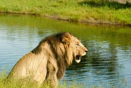 Croisière Johannesburg à Victoria Falls (11A_PP)