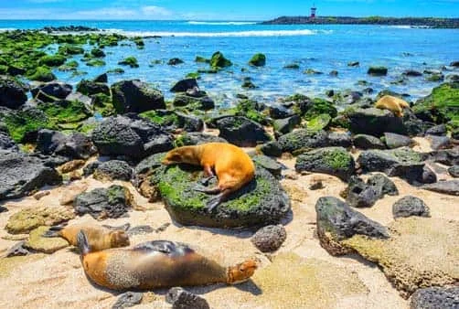 Croisière Expédition aux Galapagos
