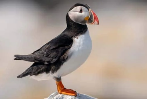 Croisière Danemark, Norvège, France, Espagne, Portugal
