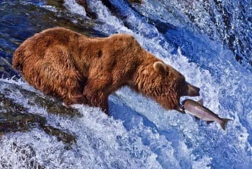 Croisière Seward (Etats-Unis), Hubbard Glacier (Alaska)...