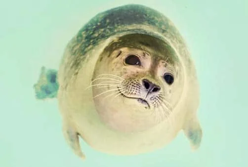 Croisière Ushuaia (Argentine), En mer, Péninsule Antarc...