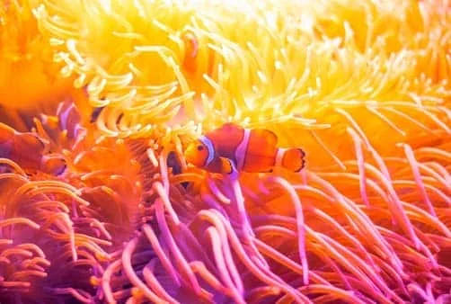 Croisière Sydney (Australie), En mer, En mer, Nouméa (N...