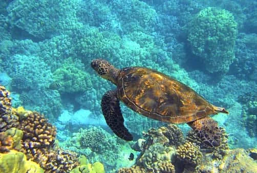 Croisière Los Angeles (Etats-Unis), En mer, En mer, En ...