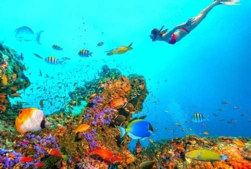 Croisière Brisbane (Australie), En mer, En mer, Mystery...