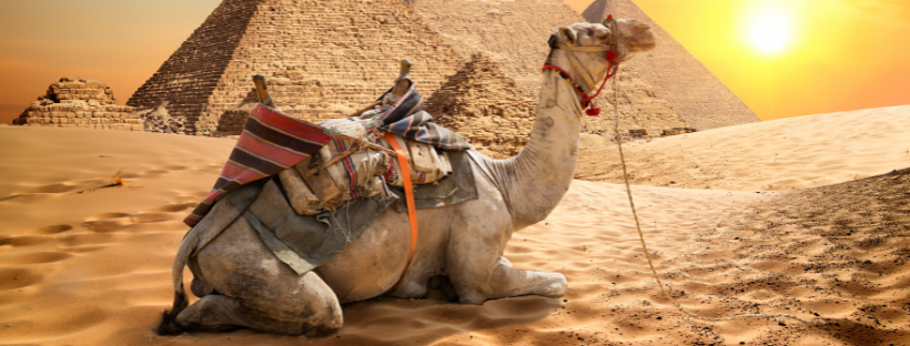 Chameau en Égypte