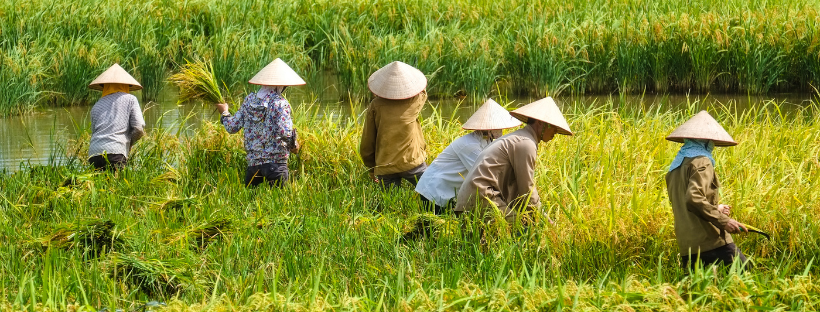 peuple asiatique travaillant dans les rizières