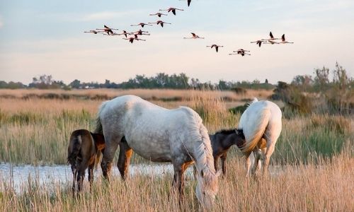 cheveux et oiseaux sauvages dans la nature camarguaise