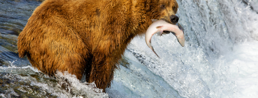 croisière, animal, Alaska