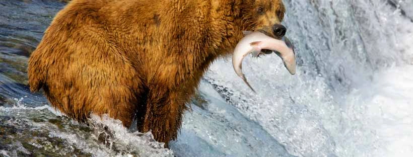 croisi&egrave;re, animal, Alaska