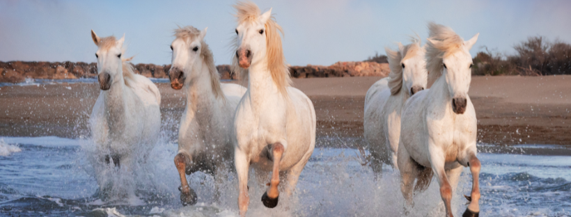 Des chevaux au galop en Camargue