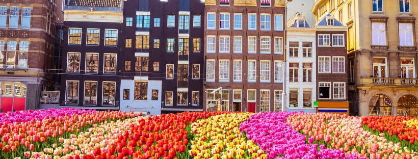 Tulipe à Amsterdam 