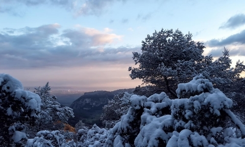 Arbres enneigés, paysage d'hiver