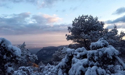Arbres enneigés, paysage d'hiver