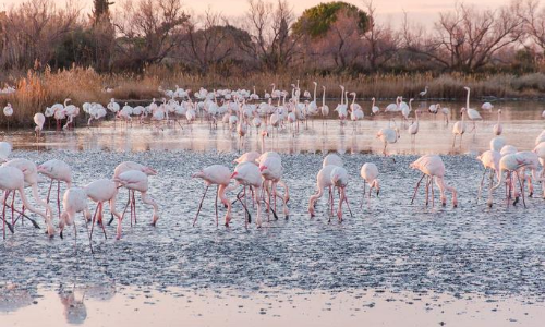 flamants rose camargue