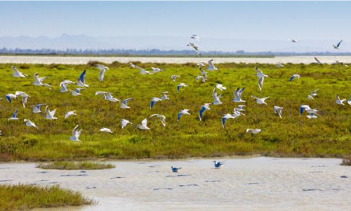 mouette camargue