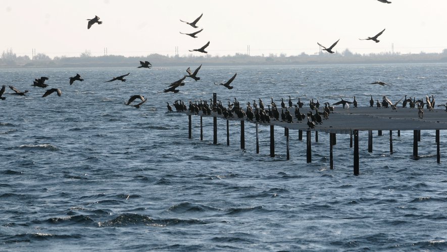 Les oiseaux sur l'étang de Thau