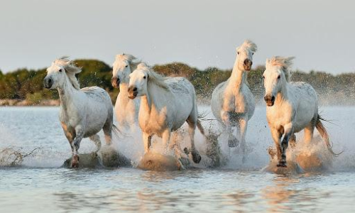 Chevaux au galop Camargue