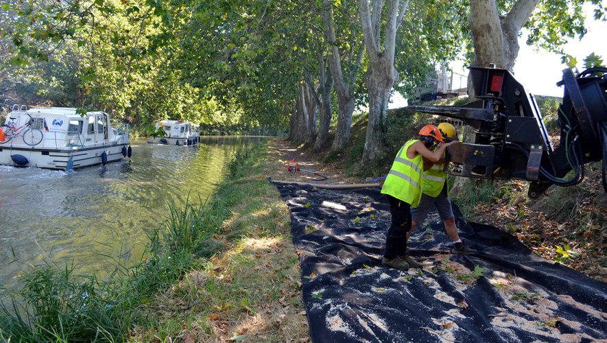 Programme de replantation des platanes le long du Canal du Midi