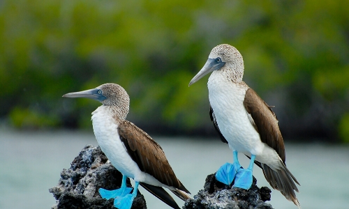 Oiseaux des Îles Galapagos