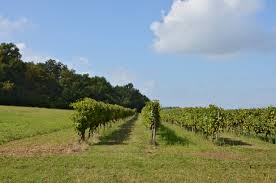 Vignes de Cognac