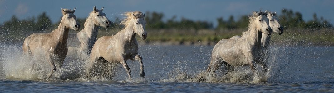 location-bateau-sans-permis-camargue