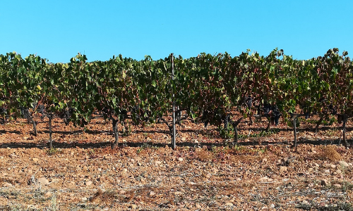 Grand ciel bleu et vignes de Saint Florent