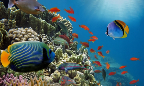 Poissons colorés, fonds marins des Caraïbes