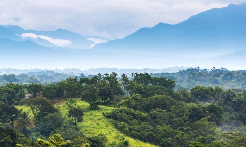 Forêt tropicale au Mexique, arbres à perte de vue