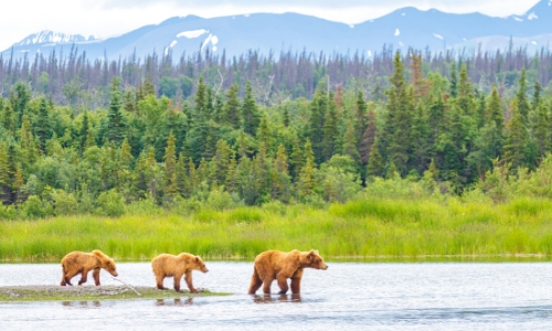 Nature avec arbres, montagnes en fond et ours bruns qui marchent au premier plan