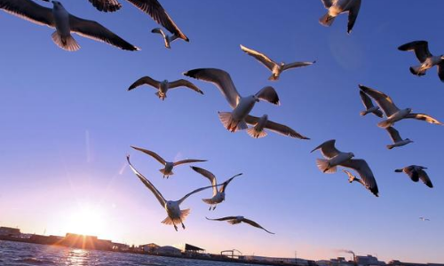 Migration des oiseaux au printemps