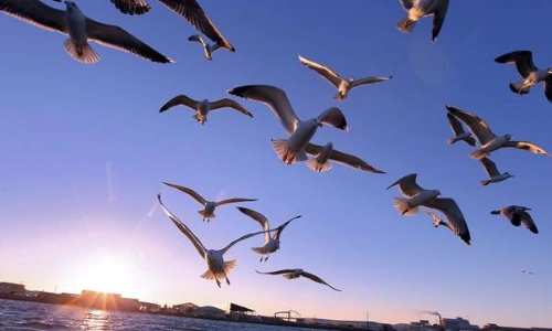 Migration des oiseaux au printemps