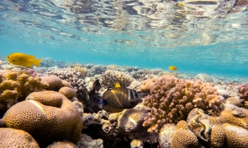 Fonds marins de la mer rouge avec faune et flore 