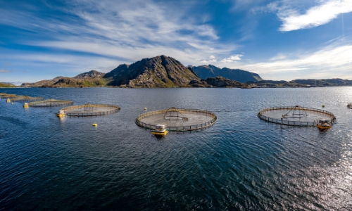 Photo d'une ferme de saumon en Norvège