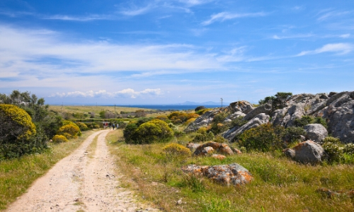 Le Parc Naturel de l'Asinara en Sardaigne avec végétation, rochers