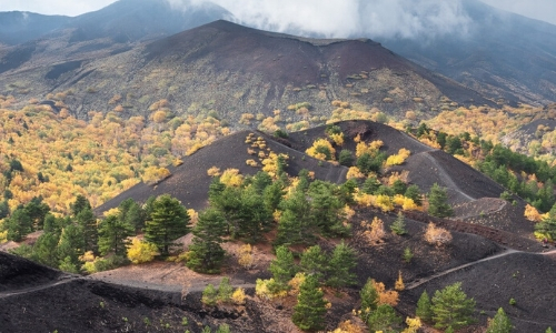 Flore présente sur les flancs de l'Etna