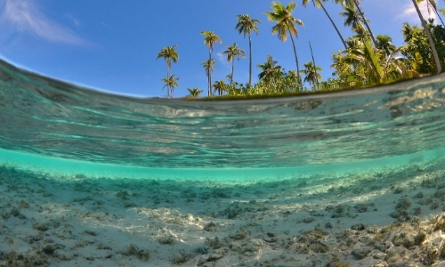 Vue depuis la mer, bord de mer, cocotiers, eau turquoise