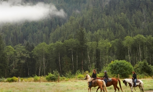 Vue sur un groupe faisant une randonnée à cheval au milieu de la nature