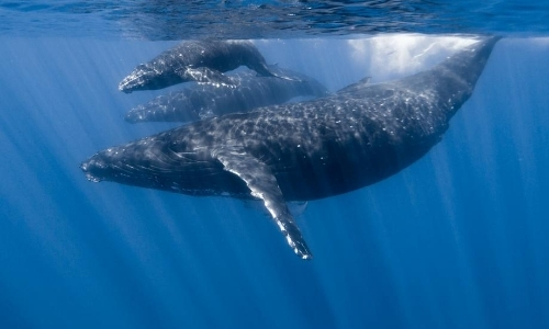 Vue sous-marine sur des baleines