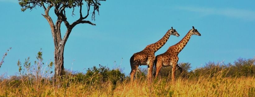 Croisière Afrique Australe