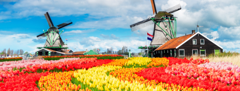 Tulipe à Amsterdam