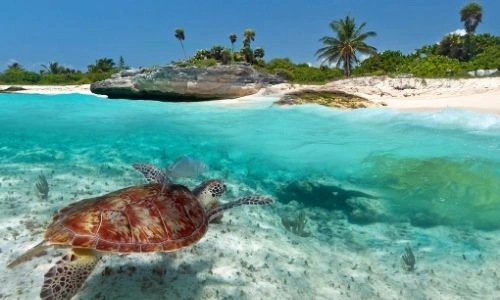 paillottes avec des transats er parasol en osier sur une plage des Caraïbes