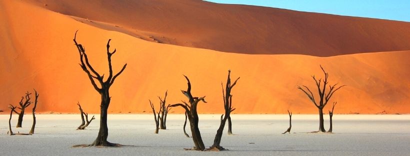 Des arbres avec le fond du sable orange du désert de Namibie en Afrique Australe